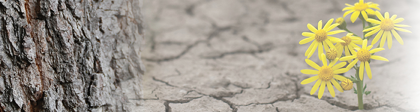 מעגלי הזכרון 2025